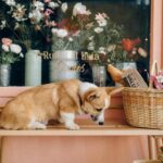 Is Hobby Lobby Pet Friendly