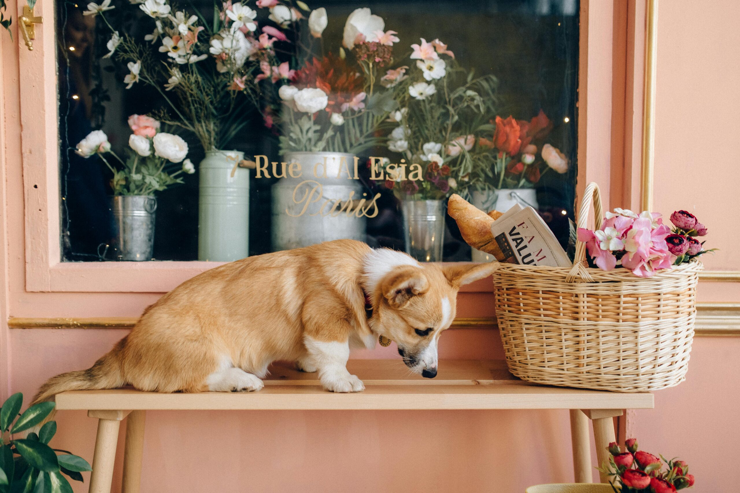 Is Hobby Lobby Pet Friendly
